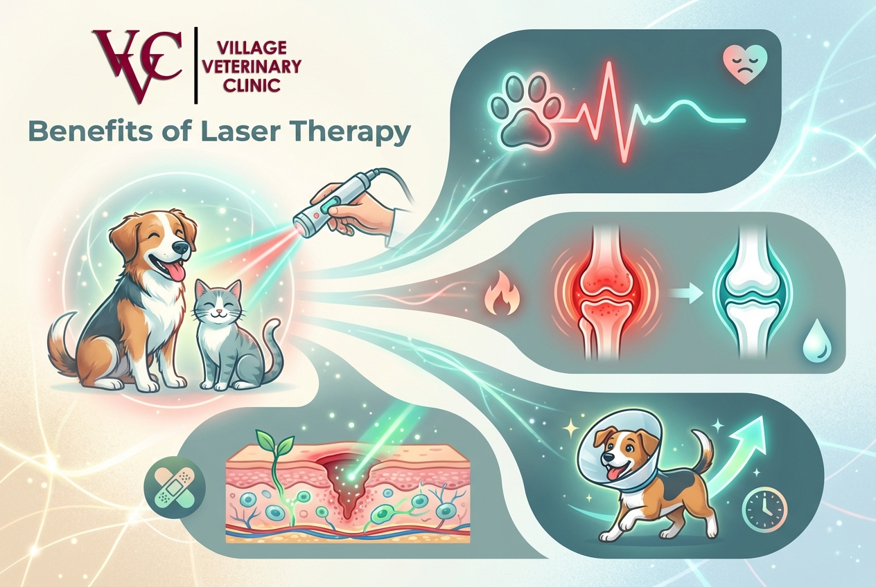 Therapeutic laser treatment for dogs and cats